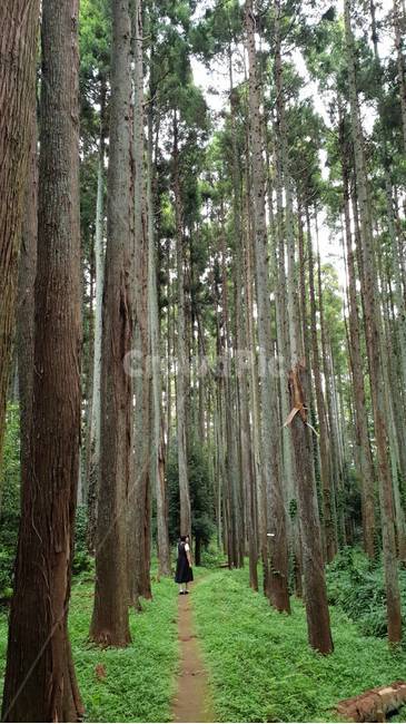몽환적,숲속,일본,자연,나무,산,자연,풍경,nature,landscape,tree,plant,식물,vegetation,초목