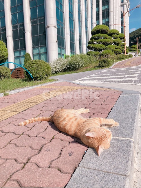 고양이,냥이,범고양이,나른함,야외,동물,animal,포유류,mammal,고양이,cat,kitten,kitty