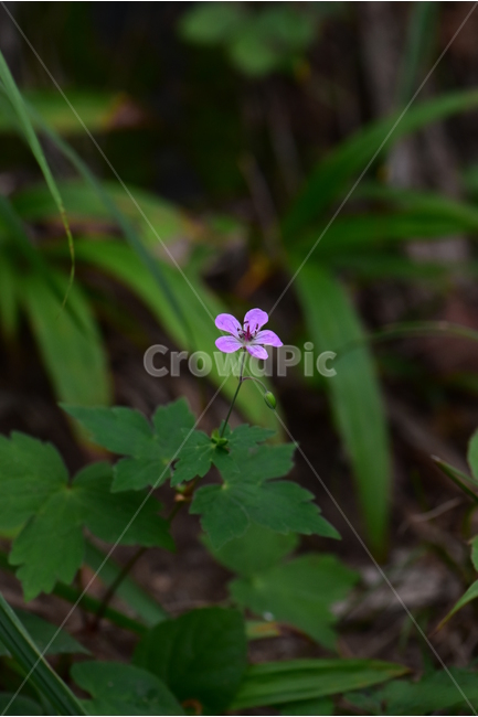 큰세잎쥐손이,야생화,식물,자연,꽃,생태,힐링,플라워,wildflower,flower,plants,nature,season,감성,느낌,emotion,feeling,여름,분홍색,여러해살이풀,쥐손이풀과,쥐손이풀속,식물,자연,plants,nature,꽃,flower