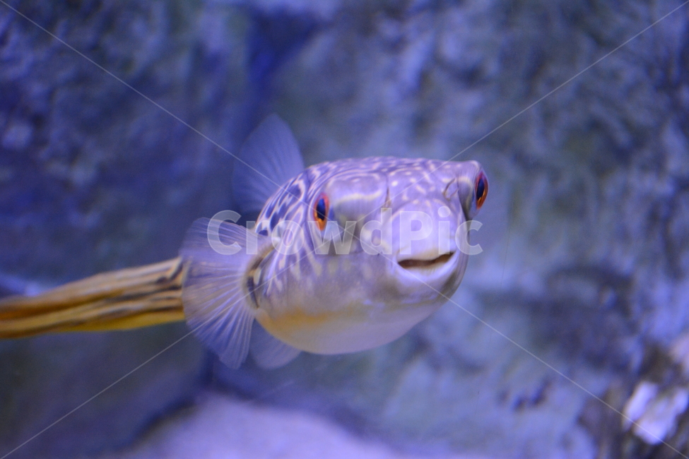 animal,동물,fish,물고기,복어