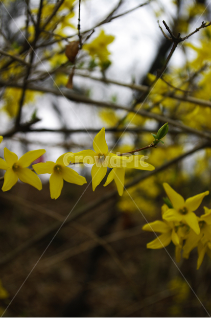 개나리,식물,plant,자연,nature,꽃,flower,봄,spring,계절,봄,계절,spring,season,식물,자연,plants,nature,꽃,flower,blossom