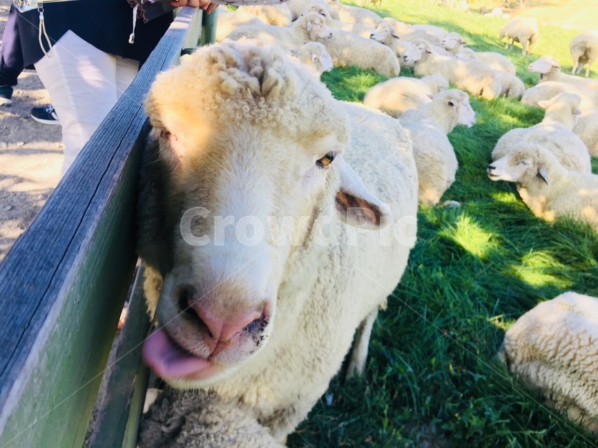 양,양떼,대관령,동물,동물원,자연,강릉,양떼목장,동물,animal,포유류,mammal