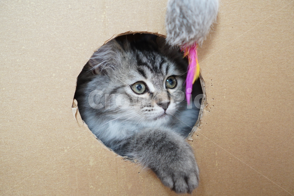 고양이,아기고양이,어린고양이,페르시안,페르시안고양이,냥이,반려묘
