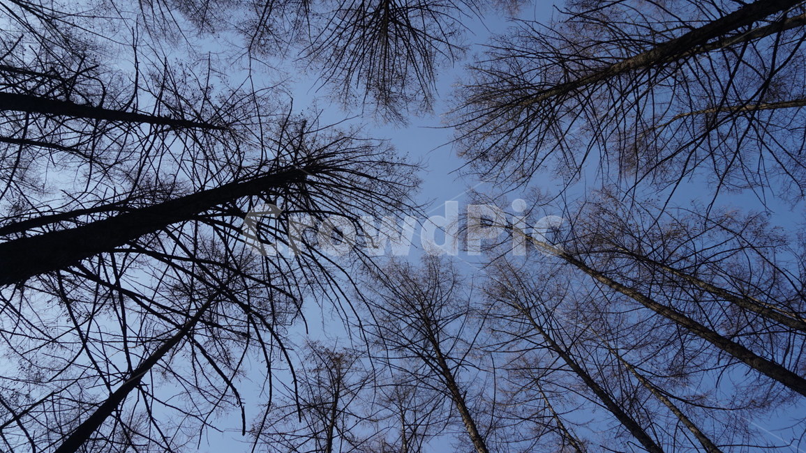 산,하늘,나무,침엽수,감성,겨울,계절,winter,season,자연,풍경,nature,landscape,식물,plants,나무,trees,wood,tree,plant,silhouette,실루엣