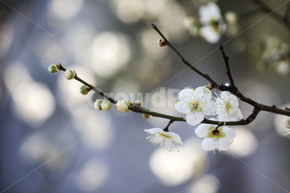 매화,매화꽃,매화나무,푸른하늘,봄,봄꽃,꽃,봄,계절,spring,season,식물,자연,plants,nature,꽃,flower,plant
