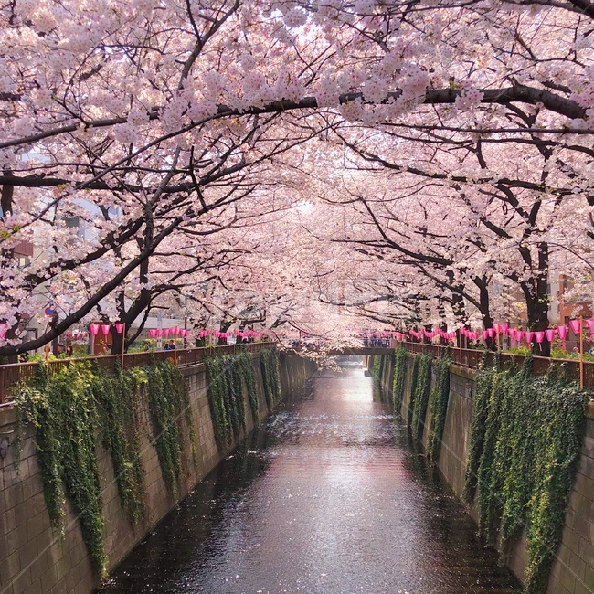 꽃,도쿄,벚꽃,봄,blossom,flower