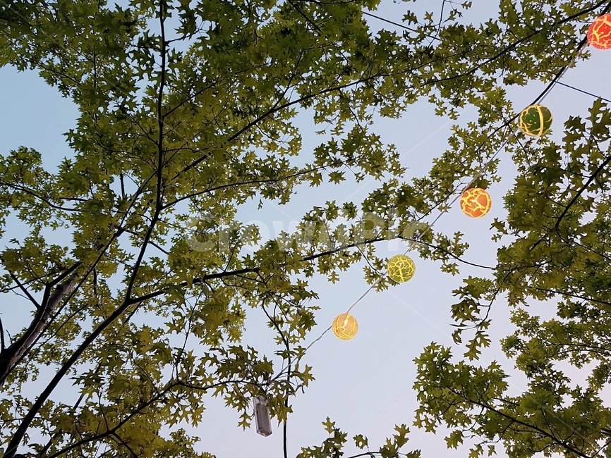 나무,불빛,전구,자연,하늘,자연,풍경,nature,landscape,plant,식물,leaf,잎,tree