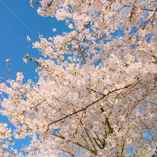 flower,꽃,blossom,식물,plant,벚꽃,cherryblossom
