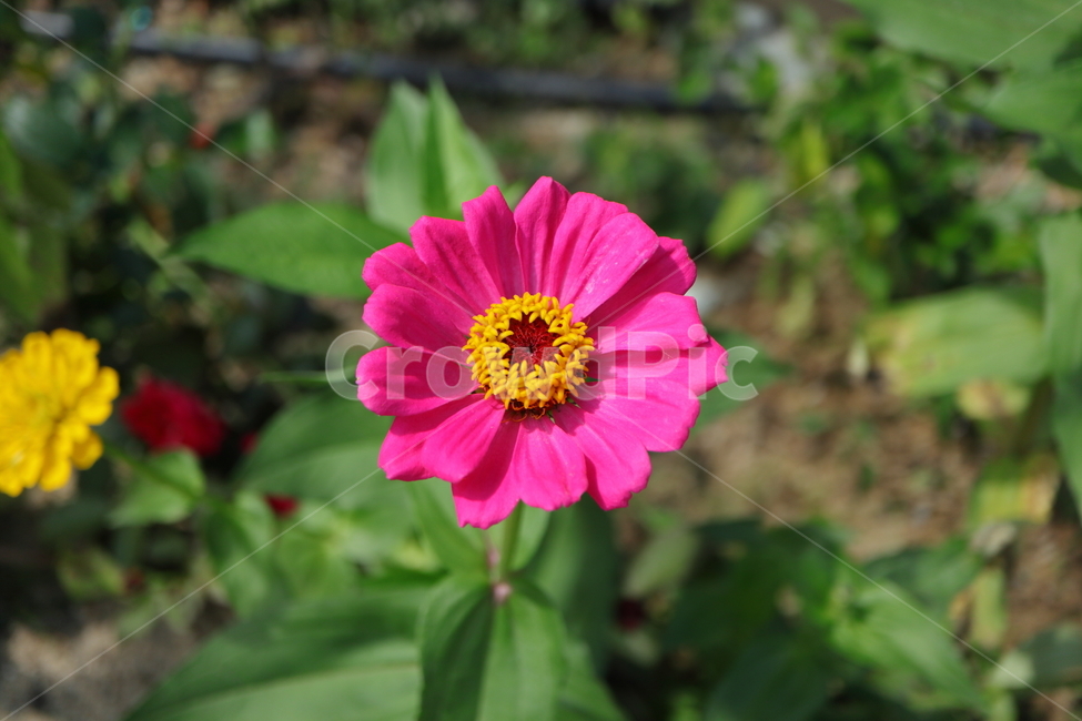 plant,식물,백일홍,zinnia,ninniaelegans,분홍색백일홍,국화과,속씨식물,쌍떡입식물,초롱꽃목,원예종