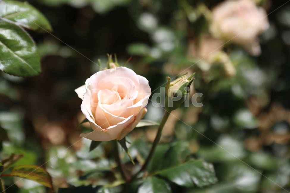 장미꽃,장미,rose,장미접사,장미공원,개화,봄,식물,자연,plants,nature,꽃,flower