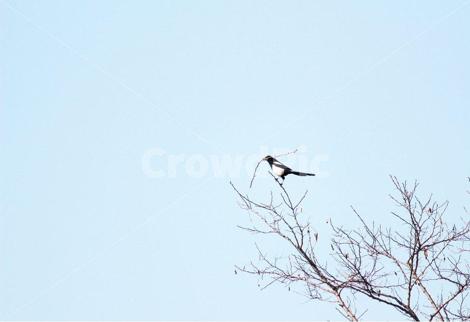 까치,나무,하늘,나무가지,조류,새,동물,손님,설날,magpies,branches,sky,trees,birds,animals,guests,newyearsday,flying