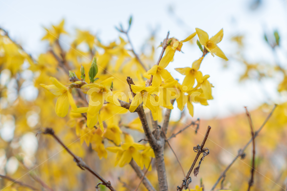 개나리,꽃,봄꽃,봄,자연,flower,nature,spring,봄,계절,spring,season,식물,자연,plants,nature,꽃,flower,plant,leaf,잎