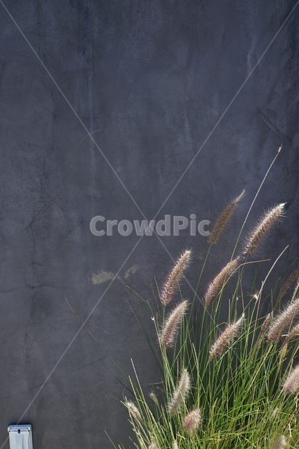 plant,식물,grass,lawn,잔디,갈대,reed,벽