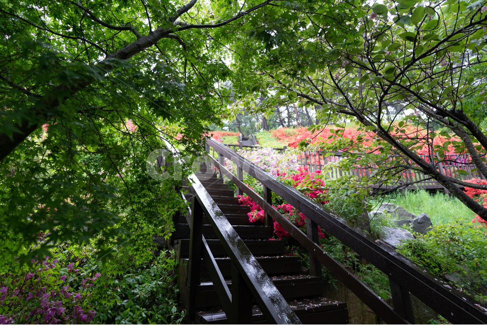 꽃길,철쭉,rain,풀,flower,산책로,자연,풍경,nature,landscape,garden,정원,outdoors,옥외,arbour,정자
