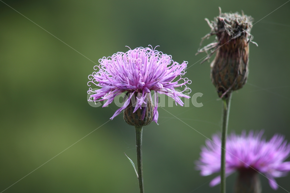 산비장이,큰산나물,mountaincoronatesawwort,flower,blossom,식물,자연,plants,nature,꽃,flower