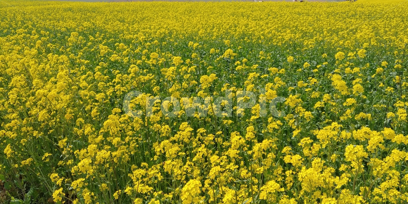 유채꽃,봄,식물,flower,꽃,유채,식물,자연,plants,nature,꽃,flower