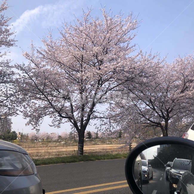 벚꽃,드라이브,봄,핑크,풍경