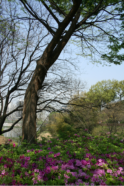 철쭉,나무,봄,봄날,봄풍경,감성,spring,flower,공원,풍경,식물,새싹,잎,초록,꽃,분홍색,봄,계절,spring,season,식물,자연,plants,nature,꽃,flower,나무,trees,wood,tree,tree trunk,나무 줄기,plant