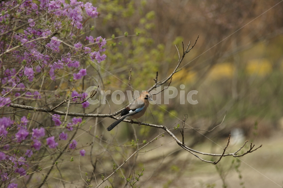 어치,animal,bird,새,봄,조류,새,birds