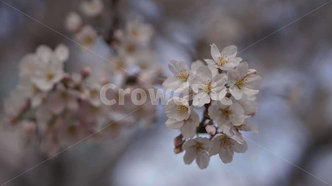 벚꽃,cherryblossom,봄,꽃,꽃나무,봄,계절,spring,season,식물,자연,plants,nature,꽃,flower,plant,blossom