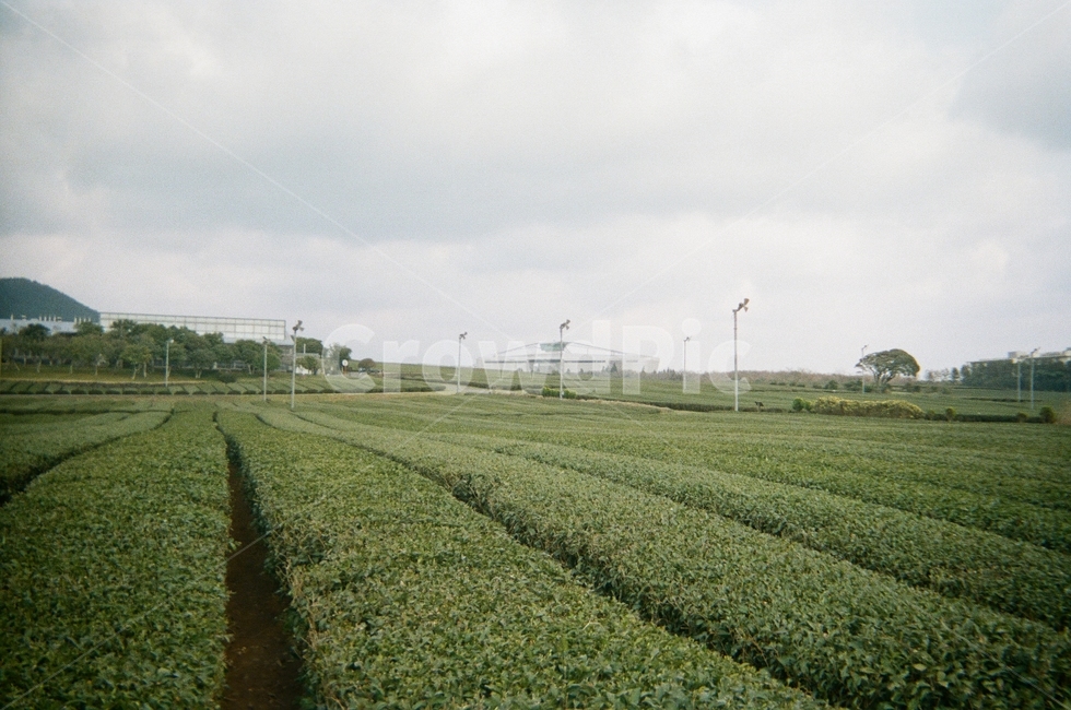 자연,아날로그,필름,편안한,추억,옛날,회상,초록,흐릿,식물,자연,plants,nature