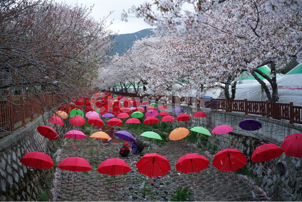 봄,계절,벚꽃,여좌천,벚꽃축제,봄,계절,spring,season,사람들,대중,군중,other people,crowd,여행,휴가,traveling,vacation,trip