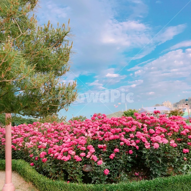 장미,하늘,구름,나무,풍경,봄,자연,풍경,nature,landscape,outdoors,옥외,garden,정원,arbour,정자
