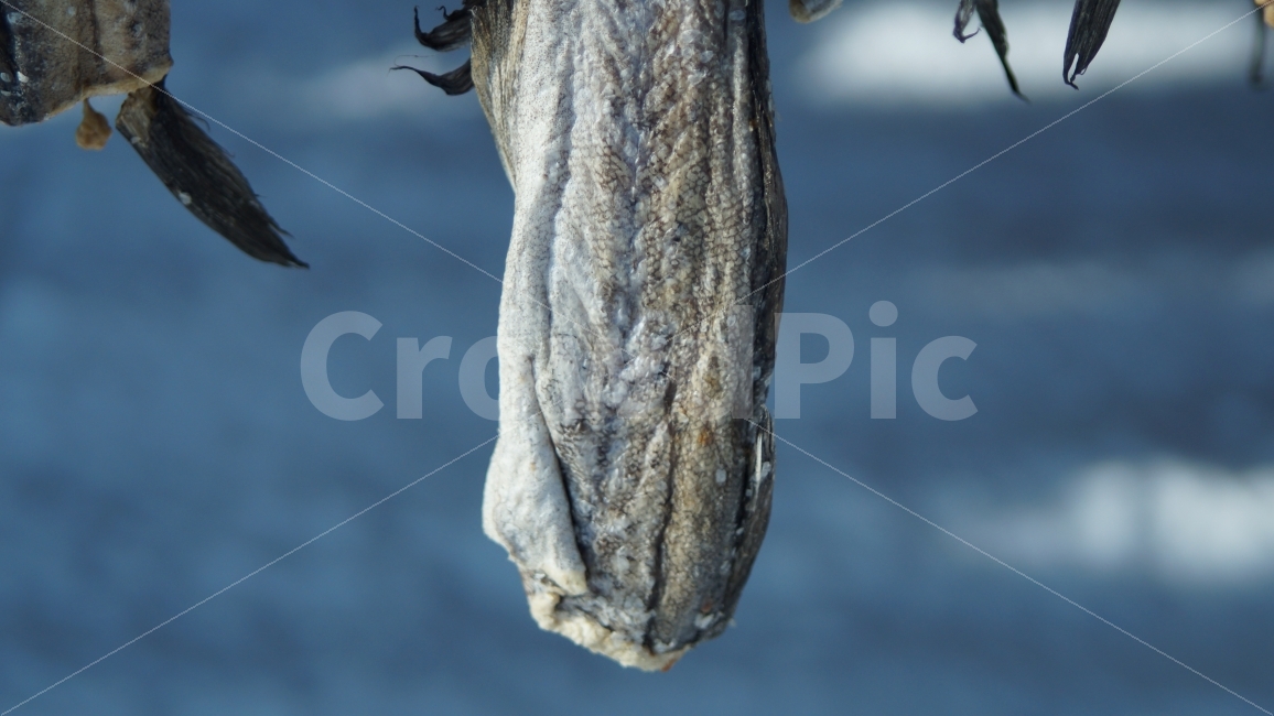 자연,겨울,fish,nature,winter,강원도,물고기,동태,음식,식재료,요리,food,cook,meal,dishes,food reserves,수산물,해산물,fishery products,seafood