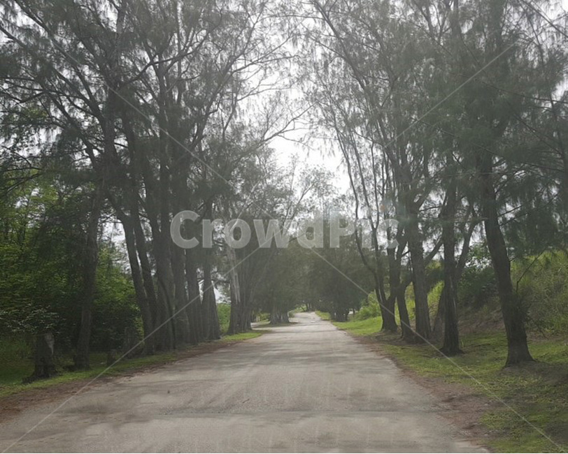 숲,길,road,도로,나무,숲속,숲길,산책,산책길,tree,식물,plant,풍경,자연,nature,자연풍경,산림욕,식물,자연,plants,nature,나무,trees,wood