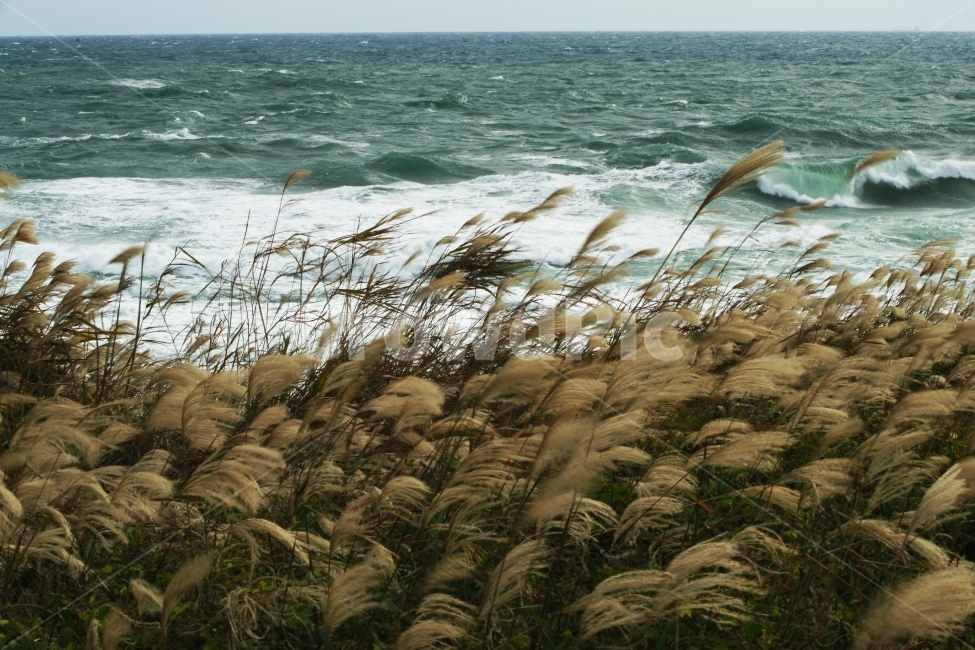 겨울바다,겨울억새,억새바다,당사,당사바다,겨울,계절,winter,season,자연,풍경,nature,landscape,plant,식물,grass,잔디,lawn,reed,갈대