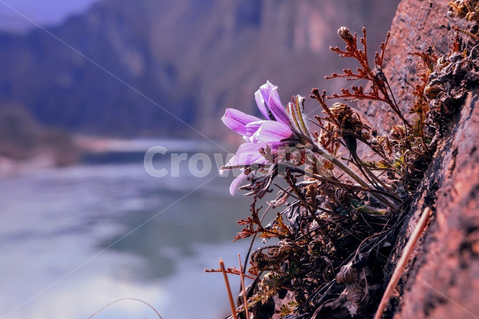 할미꽃,동강,정선,분홍,강,식물,자연,plants,nature,꽃,flower