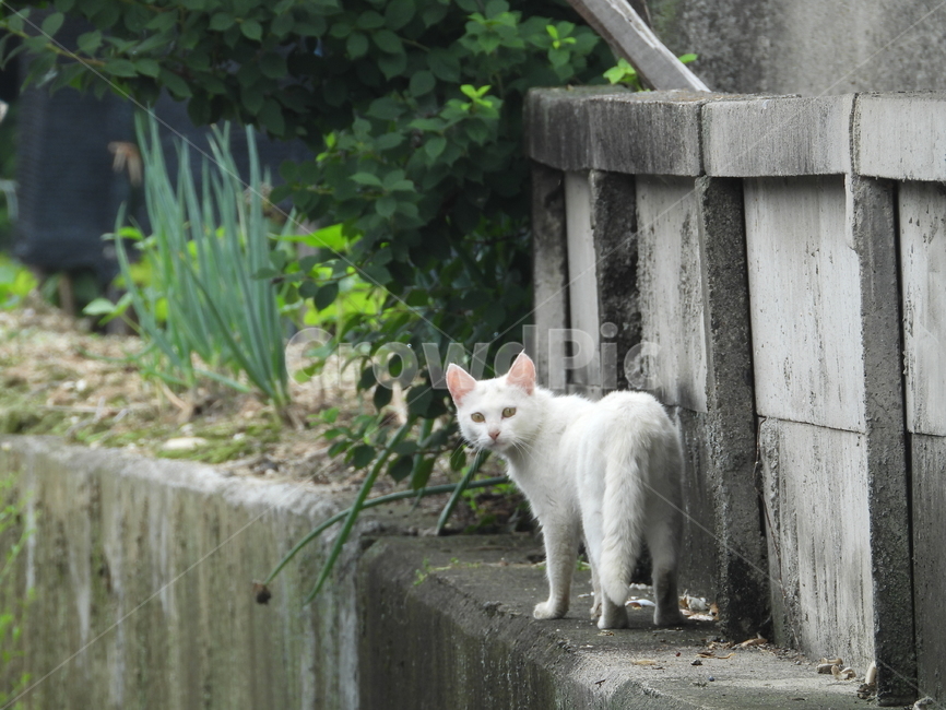길고양이,고양이,동물,cat,포유류,담벼락