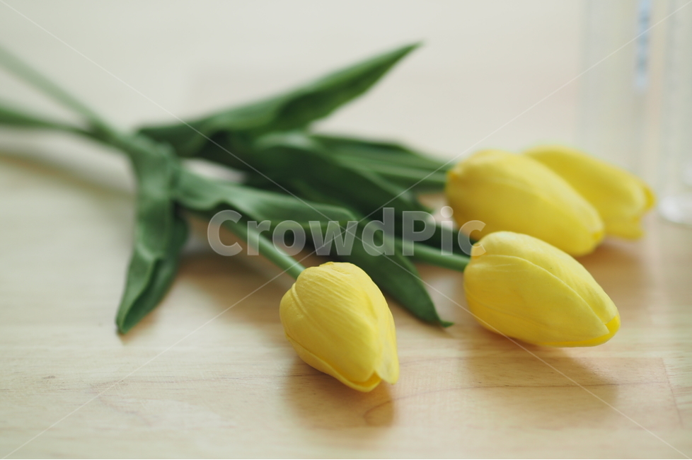 식물,꽃,튤립,노랑,plant,이벤트,팝업,배경