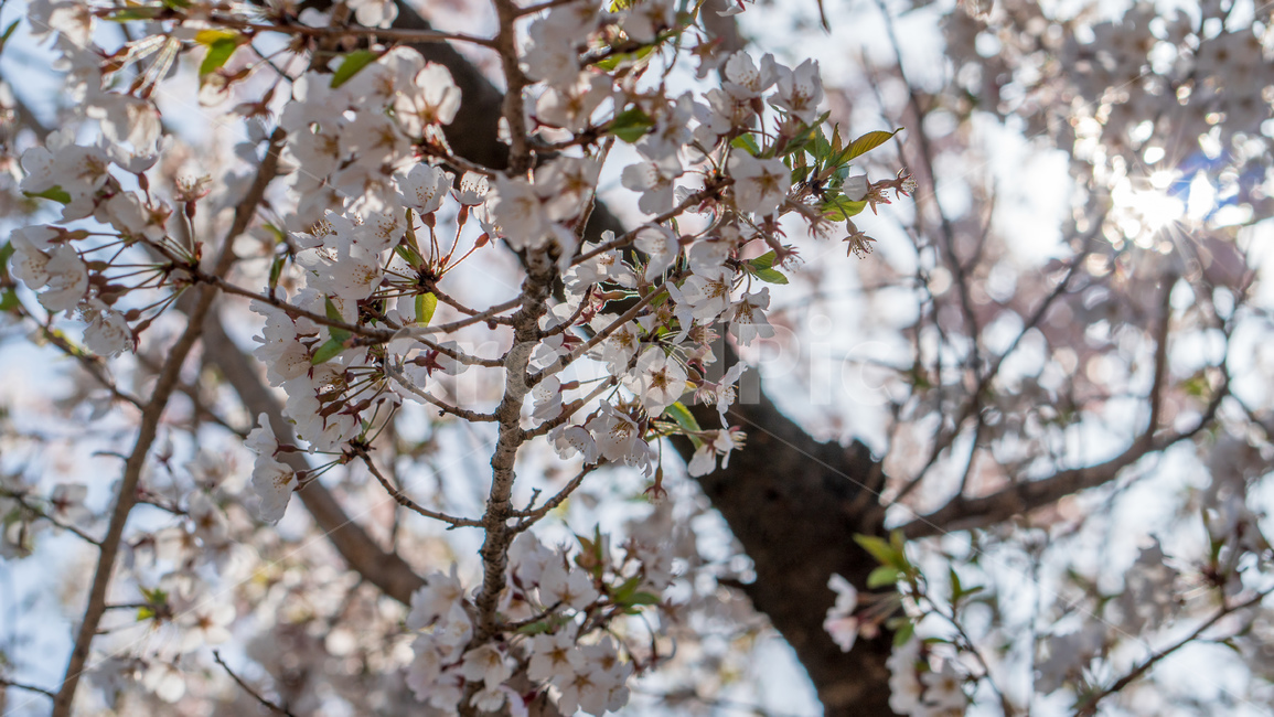 벚꽃,봄꽃,꽃,계절,spring,season,cherrymlossoms,꽃축제,파란하늘,푸른하늘,자연,가로수,벚꽃축제,연분홍색,핑크색,바탕,공원,flower,nature,garden,beautiful,예쁜,봄,나무,수수한