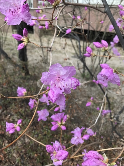 진달래,분홍,핑크,봄,꽃,자연,봄꽃,식물,자연,plants,nature,꽃,flower