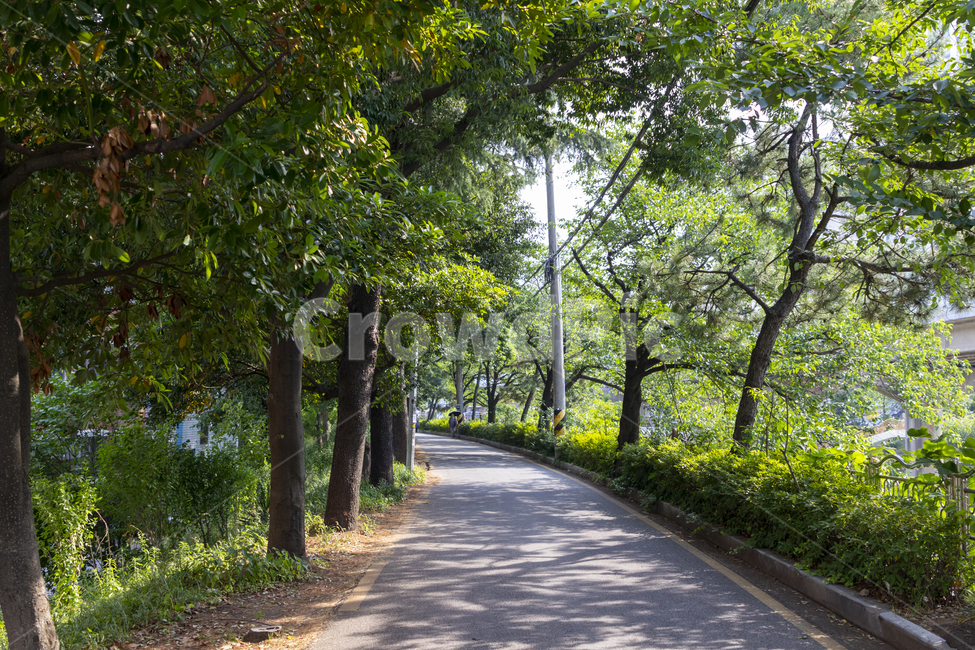 부산,명륜동,동래,한국,오솔길,전봇대,나무,자연,녹색,길,일방통행,피톤치드,푸른,산소,파란,맑음,햇빛,밝은,야외,실외,바깥,나뭇잎,잎,여름,더위,한여름,산록,푸르름,산,산책길,산책,흙,그늘,동네,평화,고요한,잔잔한,조용한,풍경,자연,풍경,nature,landscape,asphalt,아스팔트,road,도로,tree trunk,나무 줄기,plant,식물,tree