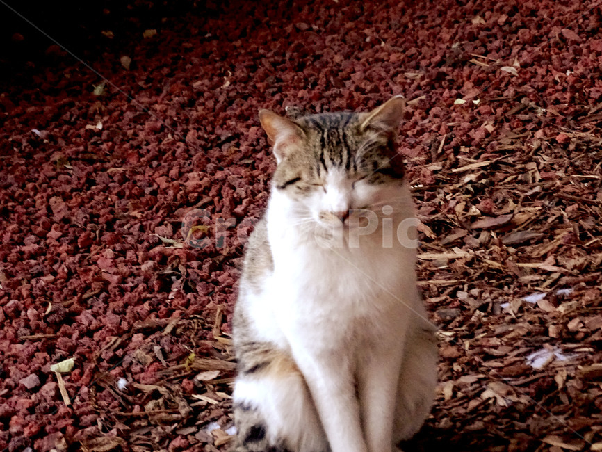 길냥이,고양이,갈색고양이,냥이,길고양이