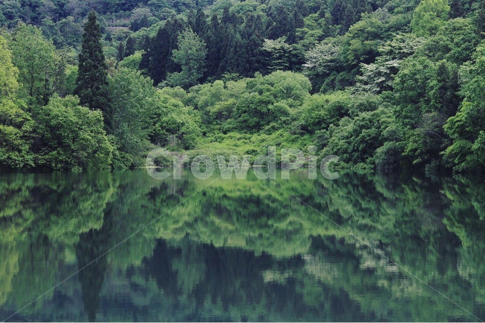 봄,세량지,세량제,화순,저수지,풍경,자연,풍경,nature,landscape,tree,나무,plant,식물,water,물,fir,전나무,outdoors,옥외