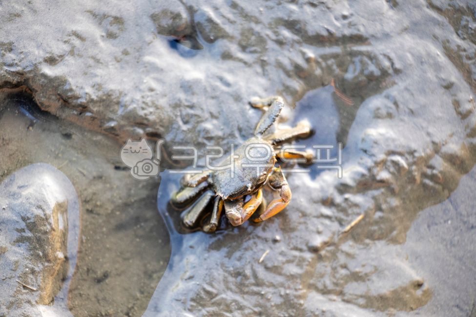 게,겟벌,습지,고미습지,해양동물