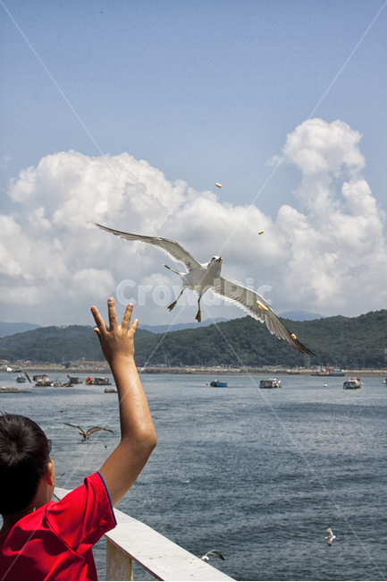 갈매기,과자,바다,배,하늘,sky,구름,seagull,괭이갈매기,동물,animal,조류,새,birds,사람,인물,인간,human,person,어린이,어린아이,child,children,kid