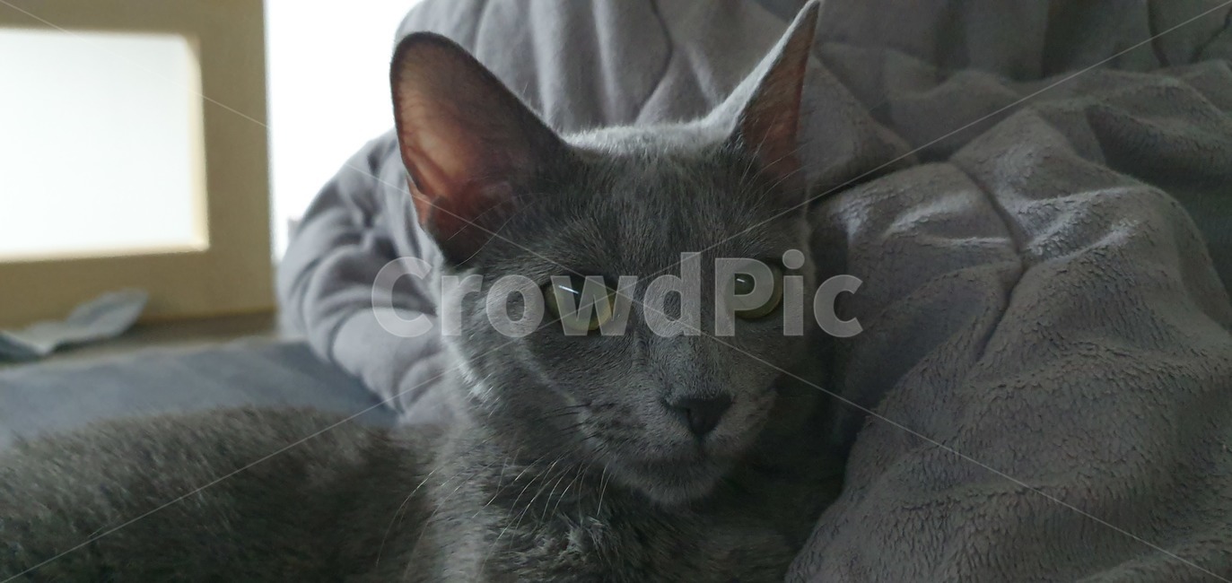 고양이,러시안블루,cat,반려동물,russianblue
