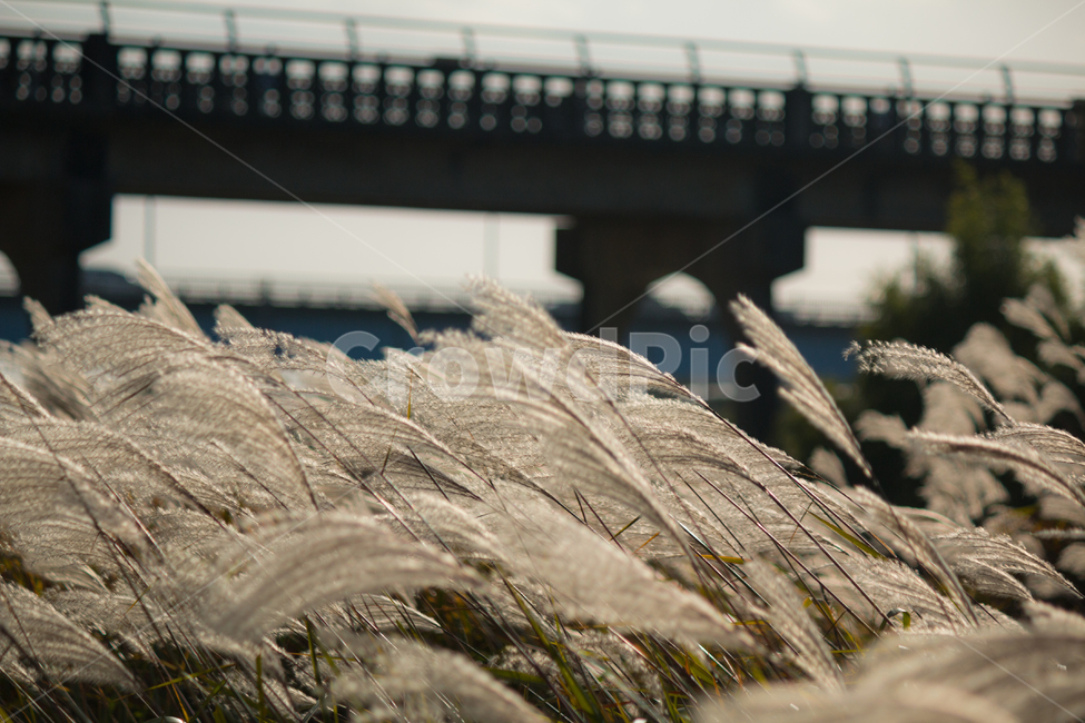풍경,갈대,오후,거리,산책,식물,자연,plants,nature,감성,sensible,feeling
