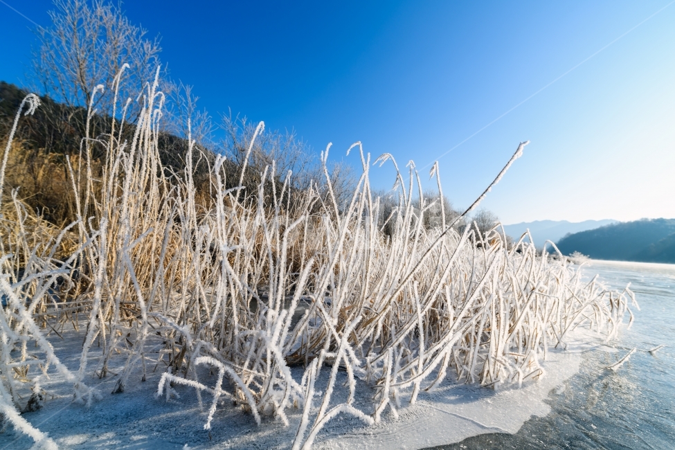 Reed,sight,winter,winter landscape,commercial high school,landscape