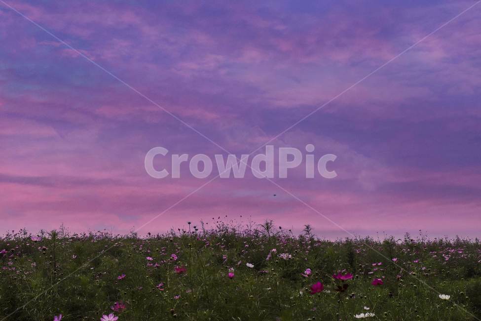 노을,코스모스,가을,자연,꽃,가을,계절,fall,autumn,season,자연,풍경,nature,landscape,grassland,목초지,field,들,outdoors,옥외