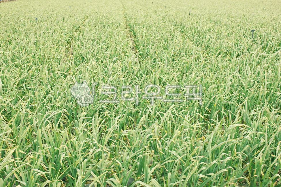 plant, 식물, field, 들, 파, 사진,이미지,일러스트,캘리그라피 - 흘림작가