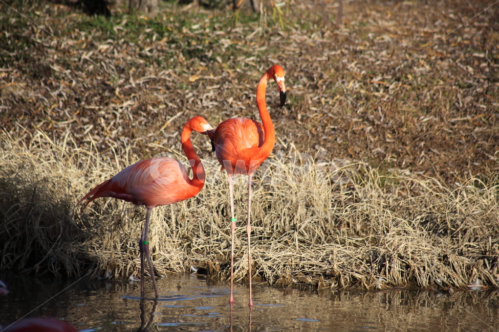 홍학,플라밍고,새,대형조류,flamingo