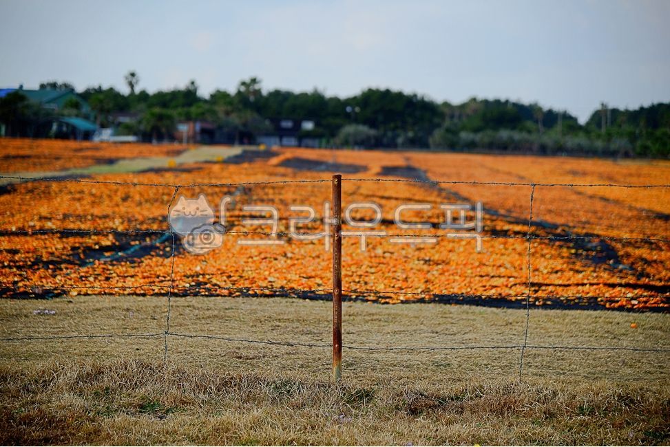 귤,귤껍질,철조망,식품,건조식품,food