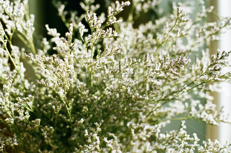 필름사진,꽃,감성사진,풍경사진,화분,식물,자연,plants,nature,꽃,flower,실내용화초,화분,화초,house plant,감성,sensible,feeling