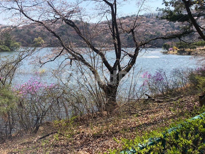 나무,강,호수,꽃,데이트,공원,피크닉,자연,봄,휴양림