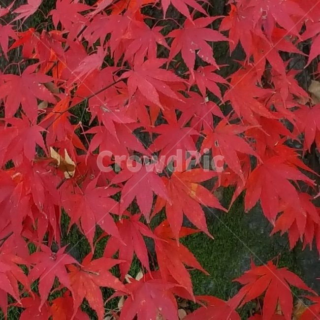 단풍,red,maple,mapletree,가을,fall,autumn,나무,tree,leaf,잎,plant,식물,가을,계절,fall,autumn,season,식물,자연,plants,nature